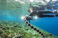 Banded sea krait, Laticauda colubrina, with photographer on Sebayur Island, Flores Sea, Indonesia.