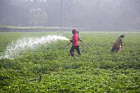 A man waters his potato fields in, Munshigonj, Bangladesh.