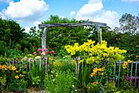 (New Forest Lavender Gardens, Wiltshire, England).