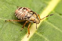 A Stink Bug (Podisus sp. ) nymph perches on a leaf.