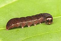 Straight-toothed Sallow (Eupsilia vinulenta) caterpillar.