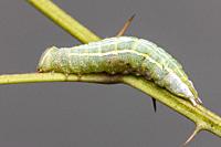 Saddled Prominent (Heterocampa guttivitta) caterpillar (larva).