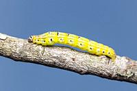 Geometrid Moth (Episemasia cervinaria) caterpillar (larva).