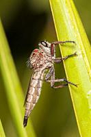 A femaie Robber Fly (Proctacanthus brevipennis) perches on the side of vegetation.