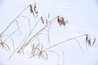 Marsh reeds protruding from the snow, Greater Sudbury, Ontario, Canada.