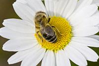 Honey Bee, Apis mellifera.