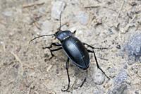 Violet Ground Beetle, Carabus violaceus. Ground beetle which has violet or indigo edges on the smooth elytra or wing cases and thorax. 20-30mm long. G...
