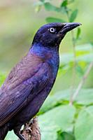 A perched common grackle, Pennsylvania, USA.