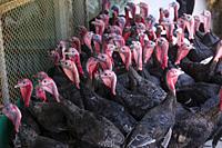 Turkey Farm on Savar, Bangladesh.
