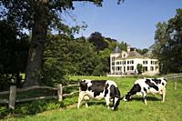 Two cows in front of manor de Haere near Hengforden in the Dutch province Overijssel.