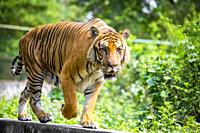 The Royal Bengal Tiger is the native animal of Bangladesh and it lives in Sundarbans, are in the east of Bangladesh. Dhaka Zoo is a Zoo located in the...