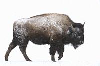 American bison / Amerikanischer Bison ( Bison bison ) in winter, young bull, walking through snow, blowing snow, snowfall, Yellowstone, Wyoming, USA. ...