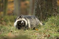 Raccoon dog / Marderhund ( Nyctereutes procyonoides ) sneaks through a forest, invasive species in Europe, golden October. .