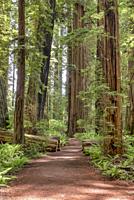 Path in the giant redwoods, Sequoia sempervirens, of Jedediah Smith Redwoods State Park, Northern California, USA.