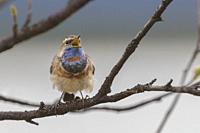 Bluethroat, Luscinia svecia, sitting in a birch tree in spring time, singing with open beak, Gällivare county, Swedish Lapland, Sweden.