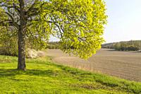 Oak tree at a field in spring season, Södermanland, Sweden.