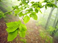 Misty beech forest (Fagus sylvatica) with leaves closeup. Springtime at Montseny Natural Park. Barcelona province, Catalonia, Spain.