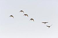 Western cattle egrets (Bubulcus ibis) in flight. Spain.