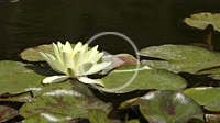 White Water-lily (Nymphaea alba).