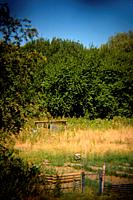 Community garden in Heerlen in the province of Limburg in the Netherlands. Shot with Holga lens for selective focus.