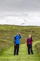 Tourists being dive-bombed by Arctic terns, Sterna paradisaea, at nesting time, Vigur Island, Iceland.