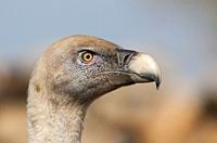 Griffon Vulture at Faia Brava Reserve, Portugal.