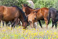Garrano horses at Faia Brava Reserve, Portugal.
