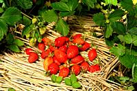 Strawberries from the garden (Suzanne 's garden, Le Pas, Mayenne, Pays de la Loire, France).