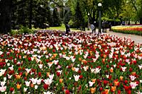 Visitors at Spring garden flower beds at Canadian Tulip Festival at Commissioners Park Dow's Lake Ottawa Canada.