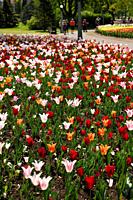 Red Pretty Woman and white striped Marilyn and orange Ballerina tulips at Canadian Tulip Festival Commissioners Park Ottawa Canada.