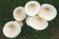 False parasol mushroom (Chlorophyllum molybdites). Called Green-spored lepiota and Vomiter also.