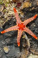 Peppermint sea star, Fromia monilis, Verde Island, Batangas, Philippines, Pacific.