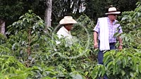 Coffee plantation owners supervising plant growth in the rural area of Huila. Colombia