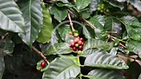 Colombian Coffee plantation with green and red coffee beans