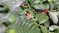 Colombian Coffee plantation with green and red coffee beans