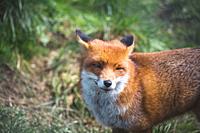 The Red Fox (Vulpes Vulpes) is the largest of the true foxes. This fox was seen at the British Wildlife Centre, Surrey, England.
