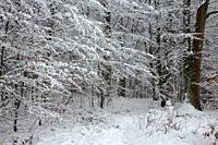 Winter landscape of natural forest with birch and hornbeam trees snow wrapped, Bialowieza Forest, Poland, Europe.