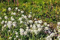 The white wild flowers in spring time.