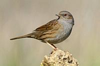 Dunnock, Adult perched on a stone, Campania, Italy (Prunella modularis).