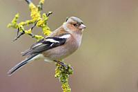 Common Chaffinch, Adult male standing on a branch, Tuscany, Italy (Fringilla coelebs).