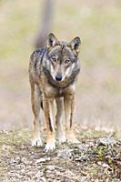 Italian Wolf (Canis lupus italicus), captive animal standing on the ground, Civitella Alfedena, Abruzzo, Italy.