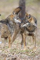 Italian Wolf (Canis lupus italicus), captive animals sniffing each other, Civitella Alfedena, Abruzzo, Italy.