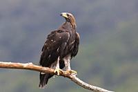 Golden Eagle (Aquila chrysaetos), juvenile perched on a dead branch.