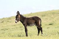 China, Inner Mongolia, Hebei Province, Zhangjiakou, Bashang Grassland, Donkey or ass (Equus africanus asinus), young, Baby