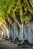 Plane trees and benches along avenue in Riopar, Albacete province, Spain
