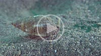 The gastropod Netted Dog Whelk (Nassarius reticulatus) crawls along the sandy bottom.