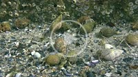 A large number of Small hermit crab (Diogenes pugilator) crawl along the seabed.