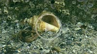 A large number of Small hermit crab (Diogenes pugilator) creep alongside the Veined Rapa Whelk (Rapana venosa) shell.