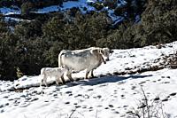 Cows in the mountain pass of Torre Miró, Morella, Castellón, Spain