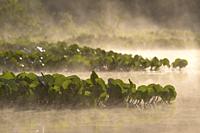 river with water plants and fog, Rio Claro, Pantanal, Mato Grosso, Brazil.